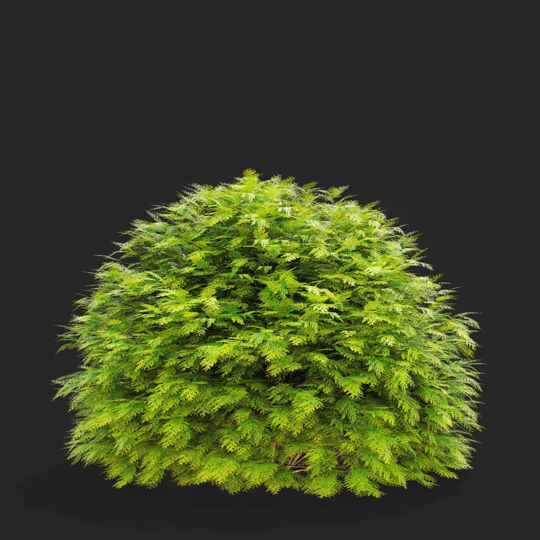 Thuja Occidentalis Golden Globe 3D Model – High Poly PBR Plant Asset, FBX, OBJ - View 6