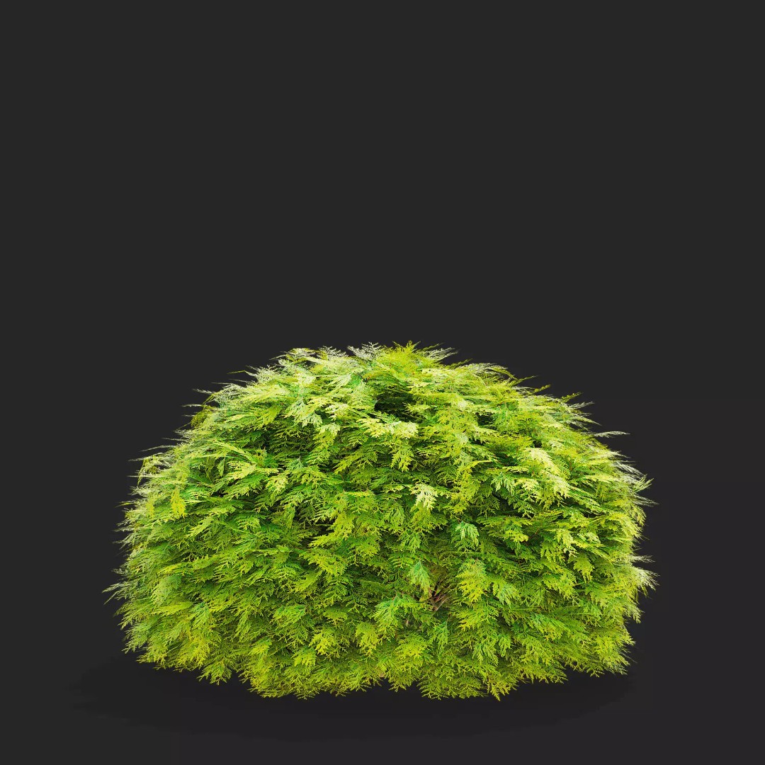 Thuja Occidentalis Golden Globe 3D Model – High Poly PBR Plant Asset, FBX, OBJ - View 7