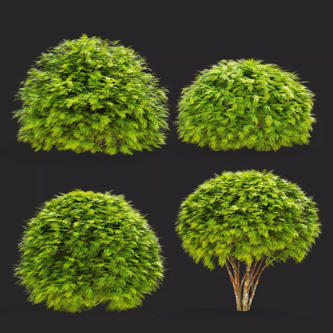 Thuja Occidentalis Golden Globe 3D Model – High Poly PBR Plant Asset, FBX, OBJ - View 8