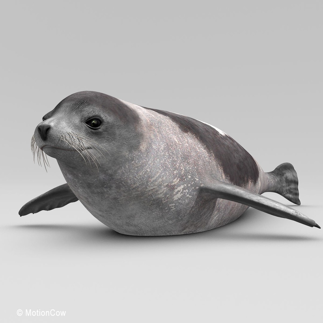 Harp Seal 3D Model – Realistic Rigged Mammal Asset, FBX - View 10