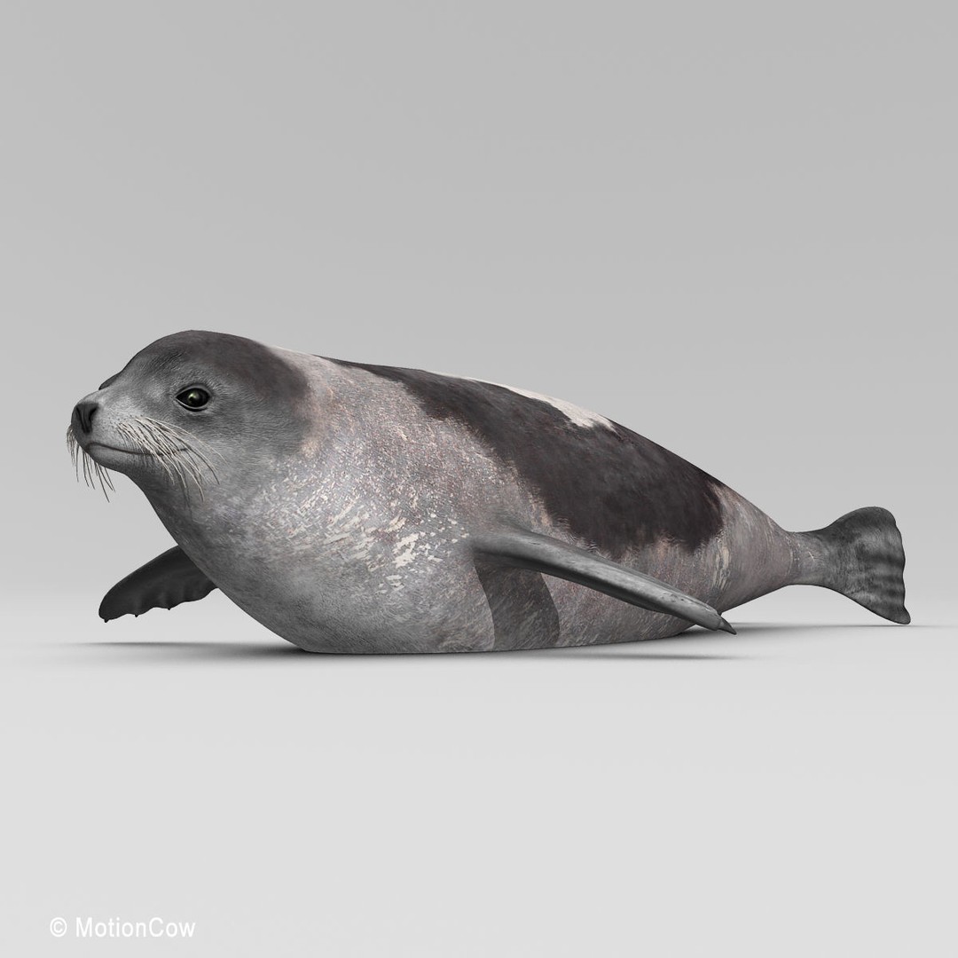 Harp Seal 3D Model – Realistic Rigged Mammal Asset, FBX - View 11