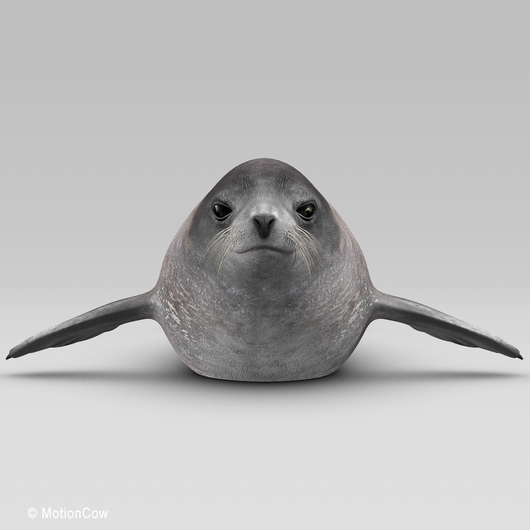 Harp Seal 3D Model – Realistic Rigged Mammal Asset, FBX - View 12