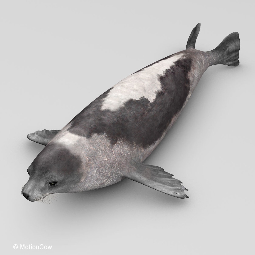 Harp Seal 3D Model – Realistic Rigged Mammal Asset, FBX - View 13