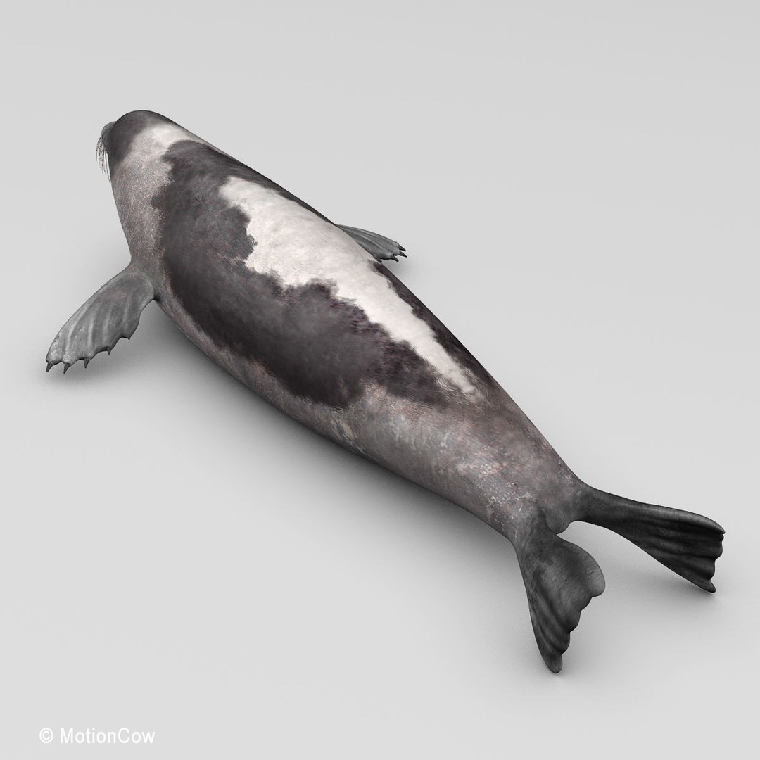 Harp Seal 3D Model – Realistic Rigged Mammal Asset, FBX - View 14