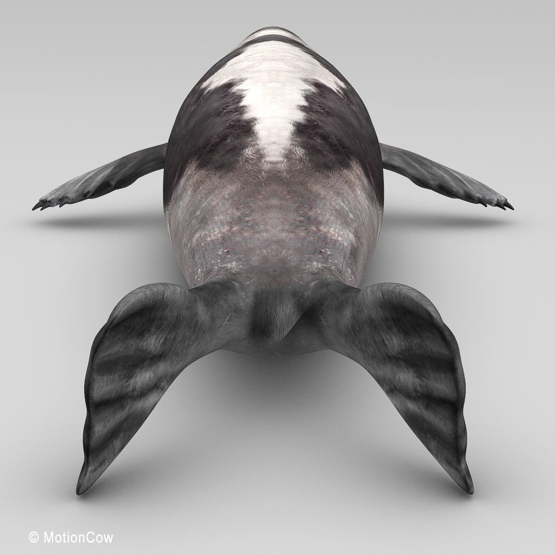 Harp Seal 3D Model – Realistic Rigged Mammal Asset, FBX - View 15
