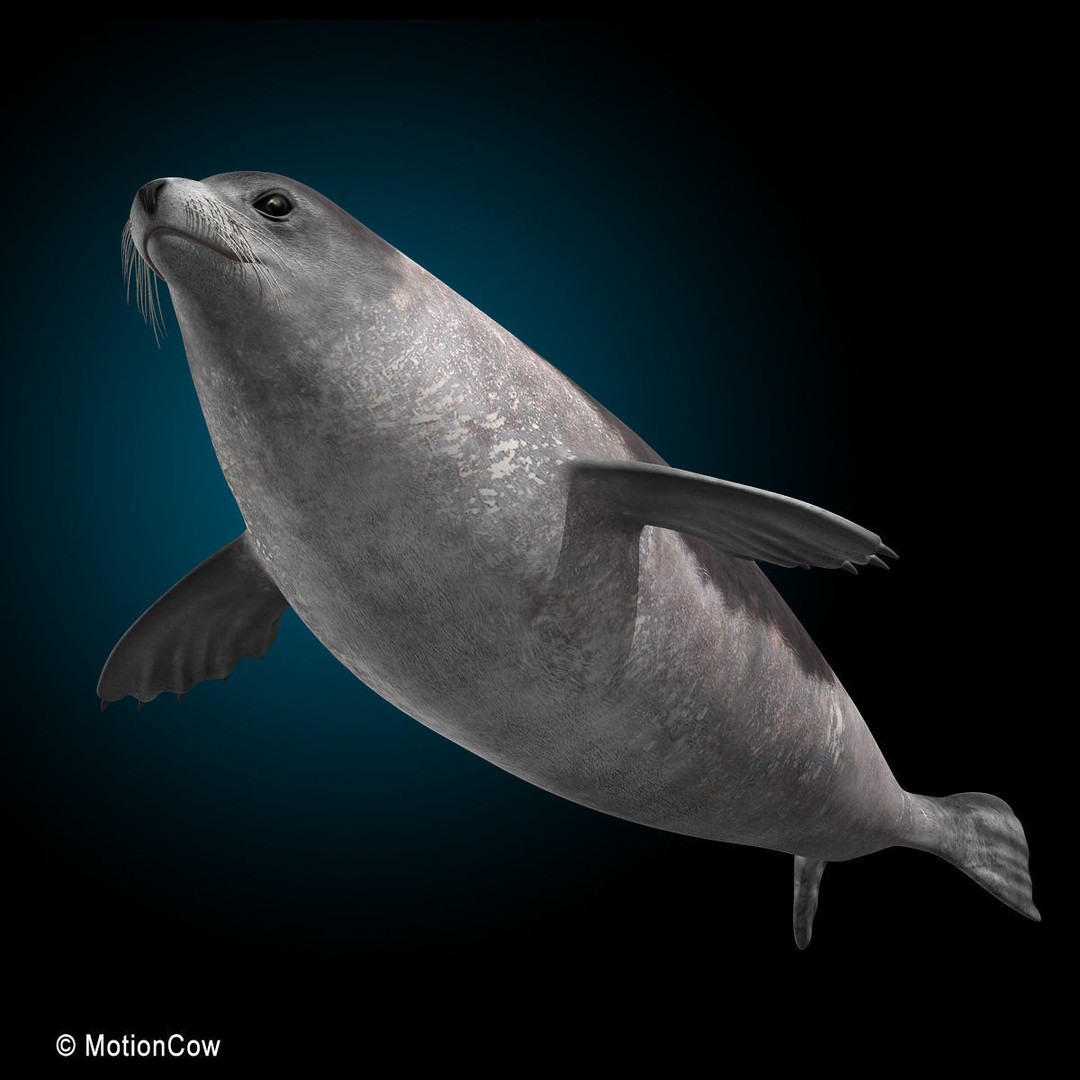 Harp Seal 3D Model – Realistic Rigged Mammal Asset, FBX - View 16