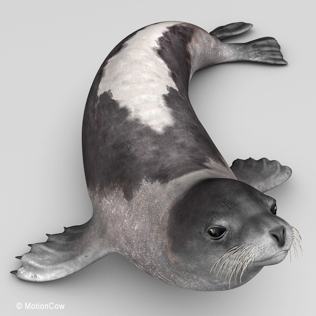 Harp Seal 3D Model – Realistic Rigged Mammal Asset, FBX - View 17