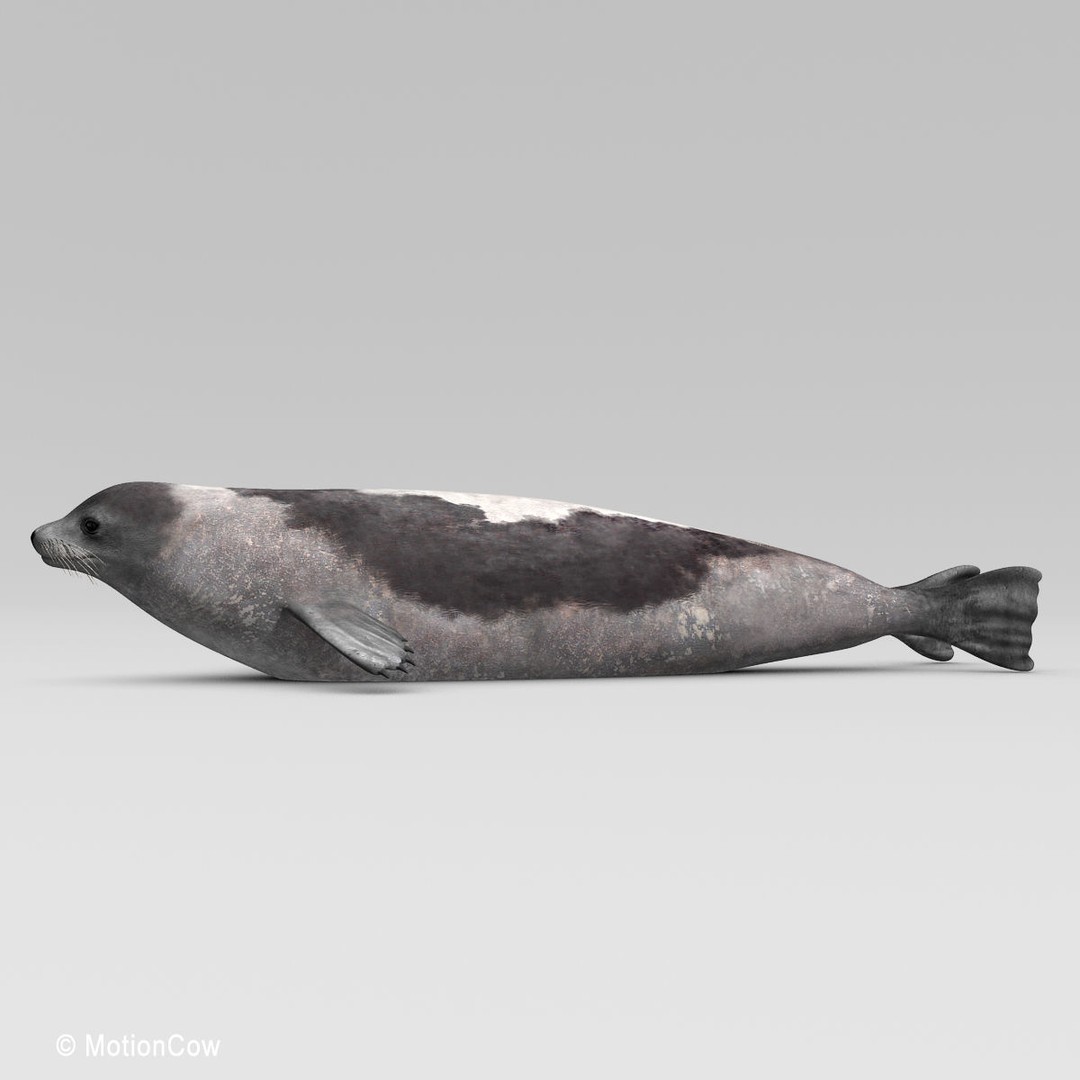 Harp Seal 3D Model – Realistic Rigged Mammal Asset, FBX - View 18
