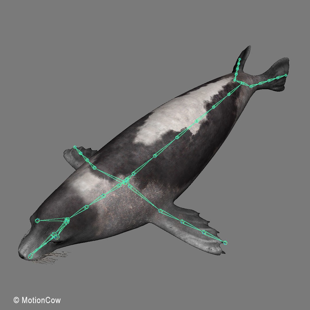 Harp Seal 3D Model – Realistic Rigged Mammal Asset, FBX - View 19