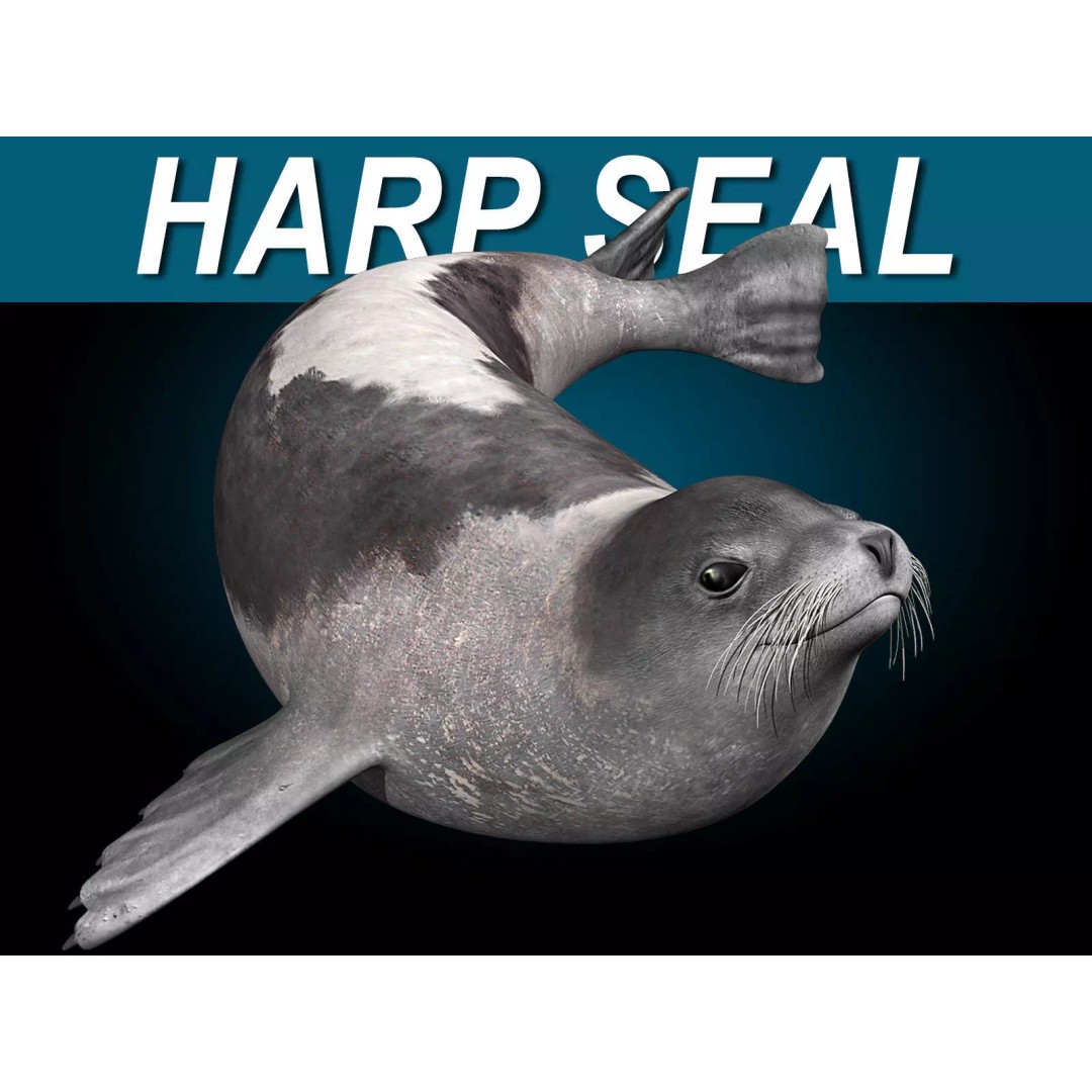Harp Seal 3D Model – Realistic Rigged Mammal Asset, FBX - View 2