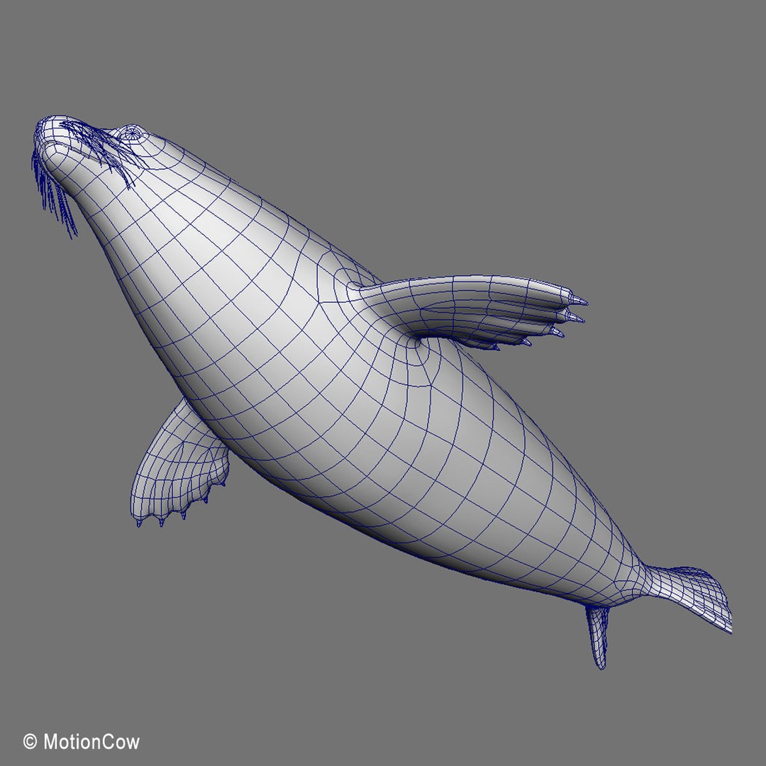 Harp Seal 3D Model – Realistic Rigged Mammal Asset, FBX - View 20