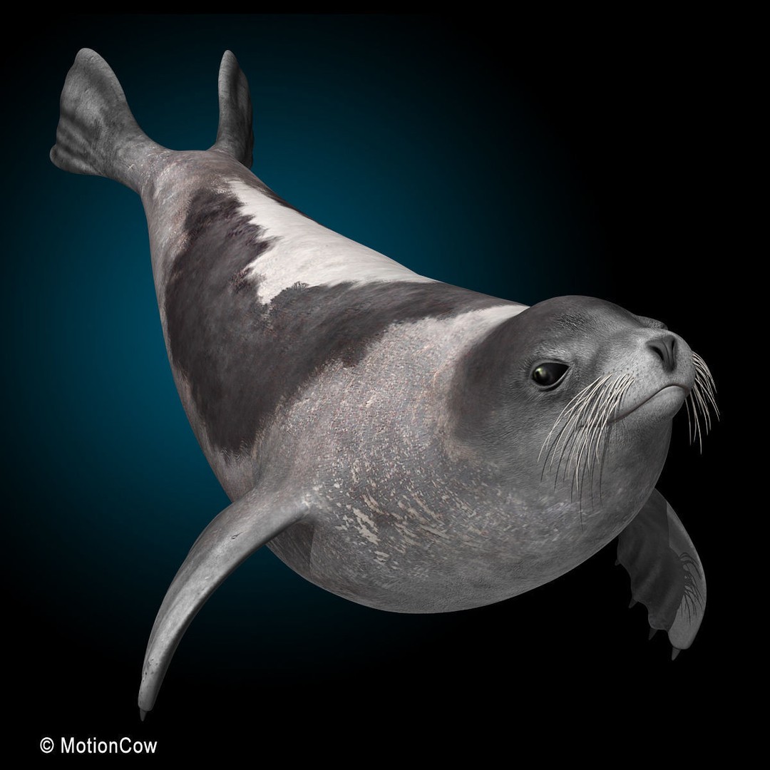 Harp Seal 3D Model – Realistic Rigged Mammal Asset, FBX - View 3