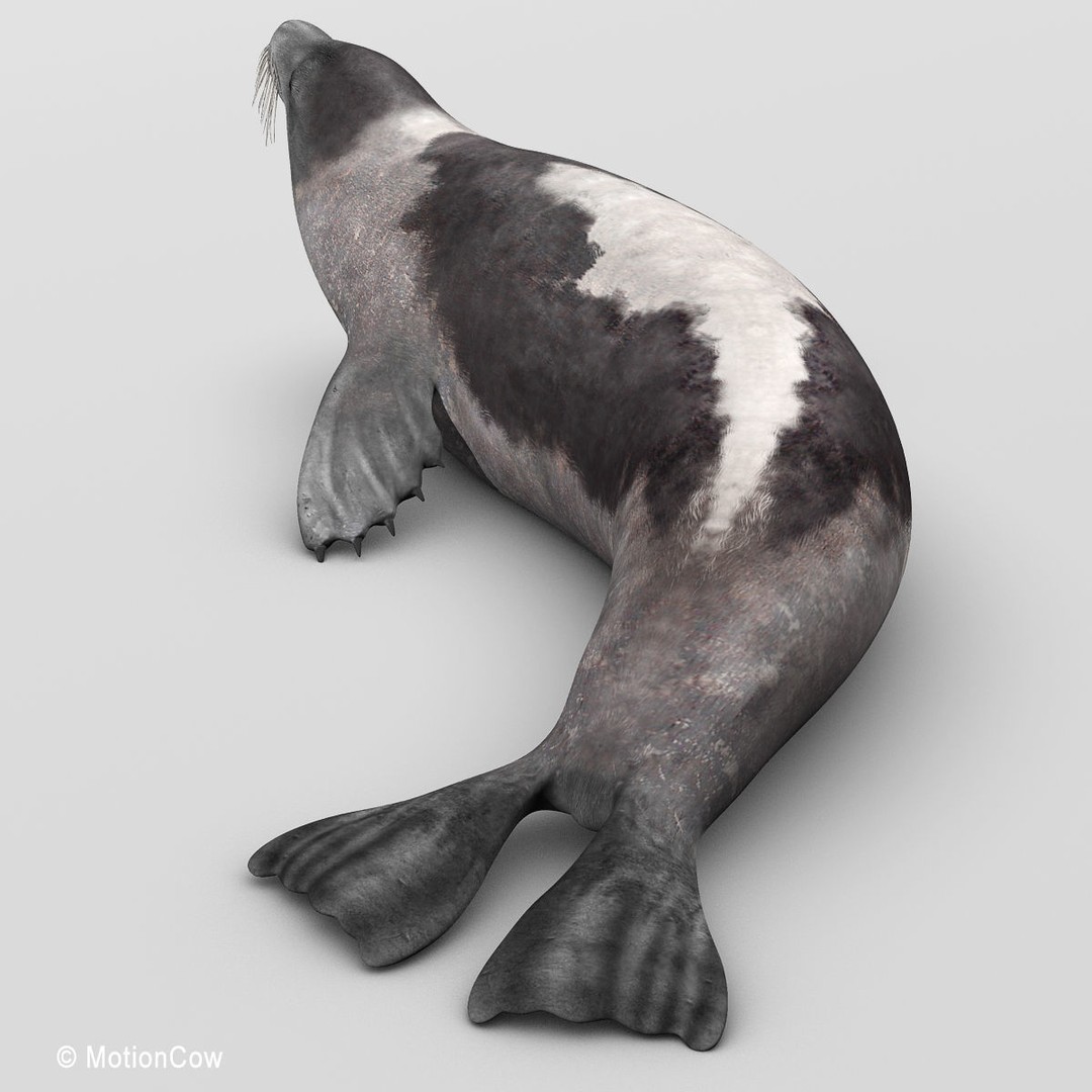 Harp Seal 3D Model – Realistic Rigged Mammal Asset, FBX - View 4