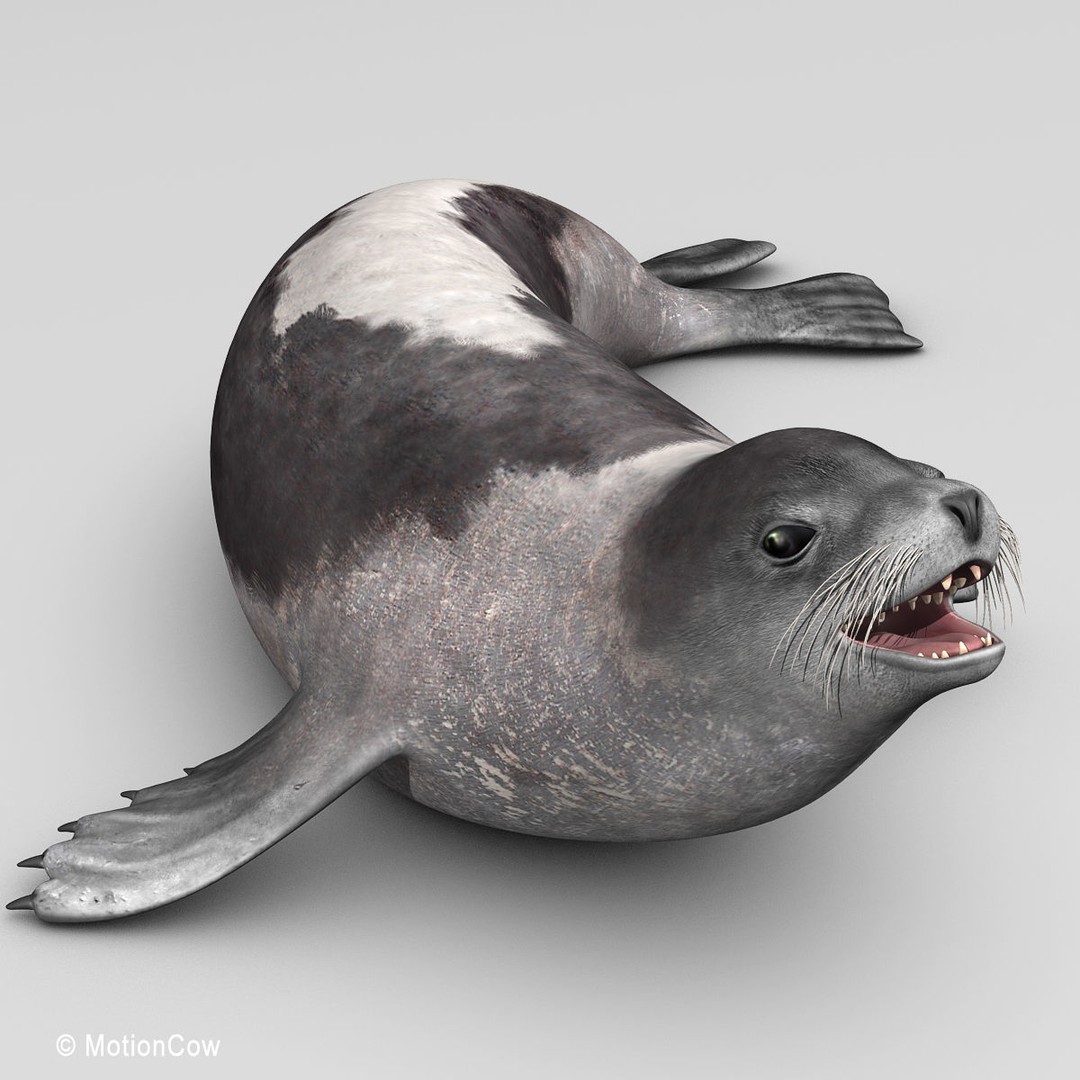 Harp Seal 3D Model – Realistic Rigged Mammal Asset, FBX - View 5