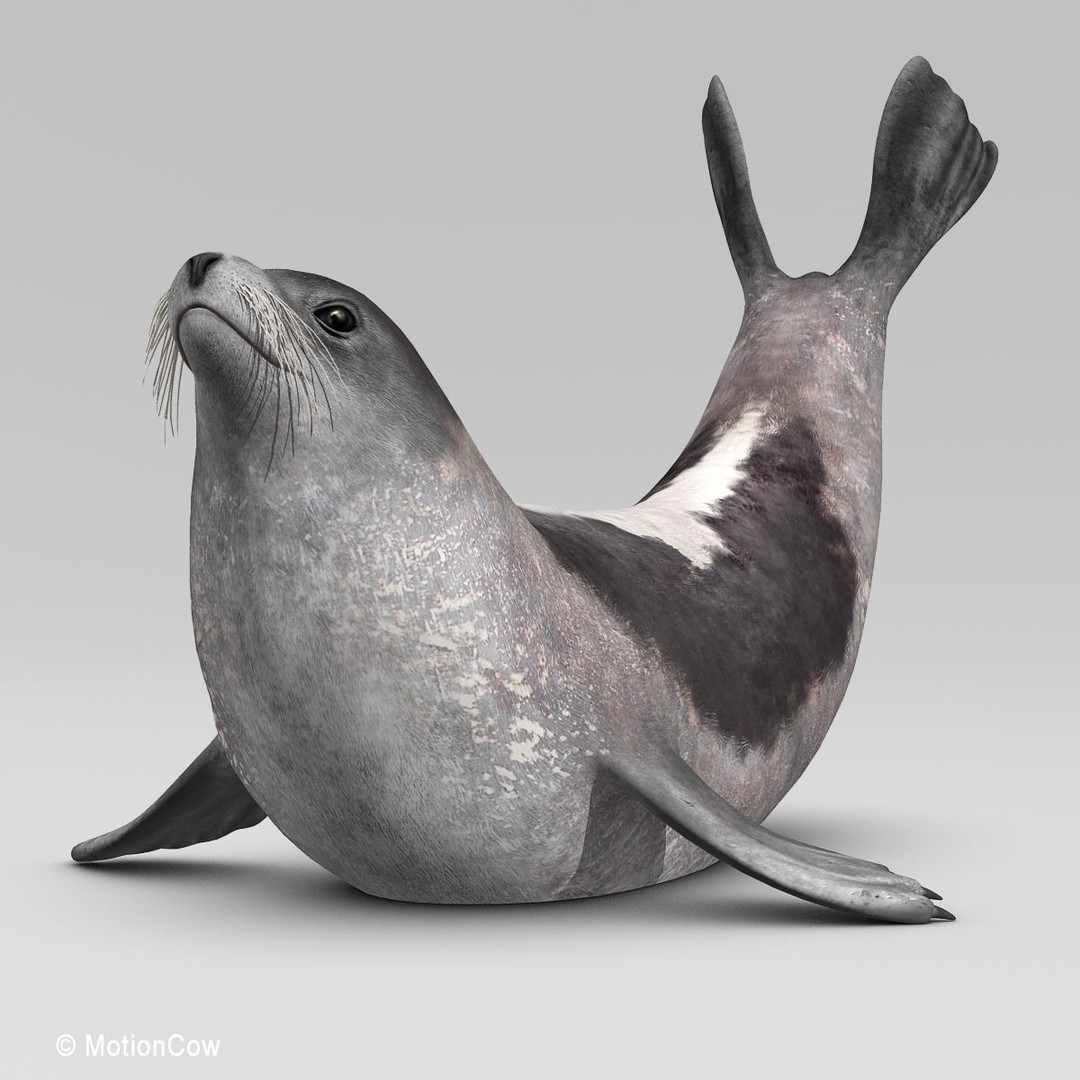 Harp Seal 3D Model – Realistic Rigged Mammal Asset, FBX - View 6