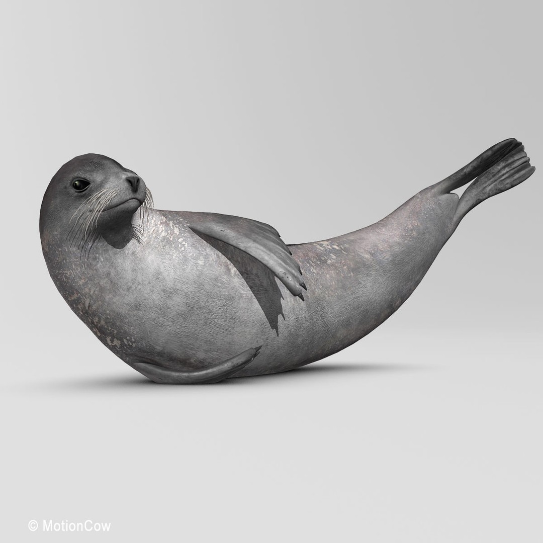 Harp Seal 3D Model – Realistic Rigged Mammal Asset, FBX - View 7