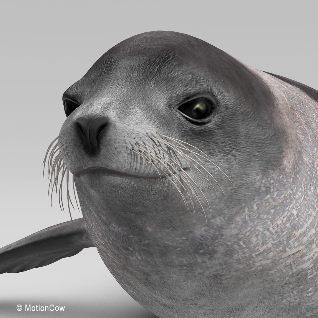 Harp Seal 3D Model – Realistic Rigged Mammal Asset, FBX - View 8