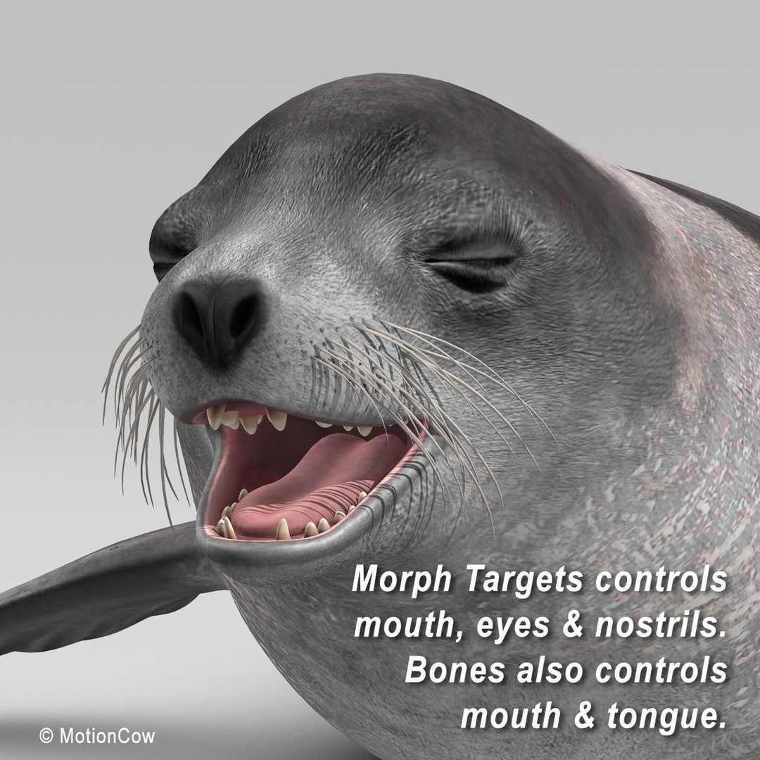 Harp Seal 3D Model – Realistic Rigged Mammal Asset, FBX - View 9