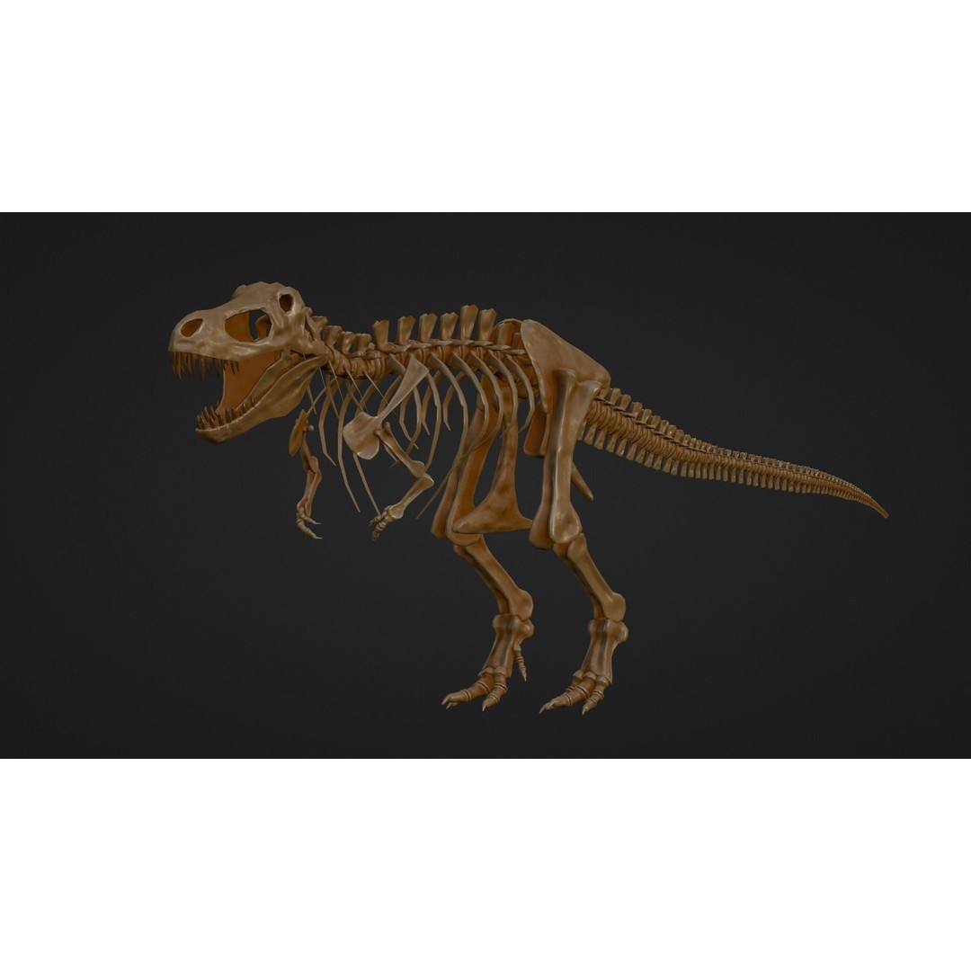 Tyrannosaurus Fossil 3D Model – Realistic Low Poly Dinosaur Asset, FBX - View 8
