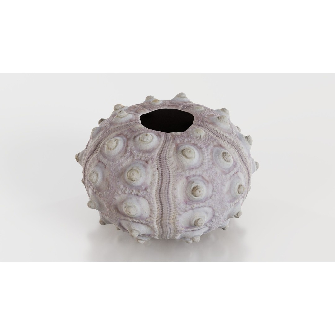Sputnik Sea Urchin 3D Model – Low Poly Game Asset, FBX, Blender - View 10