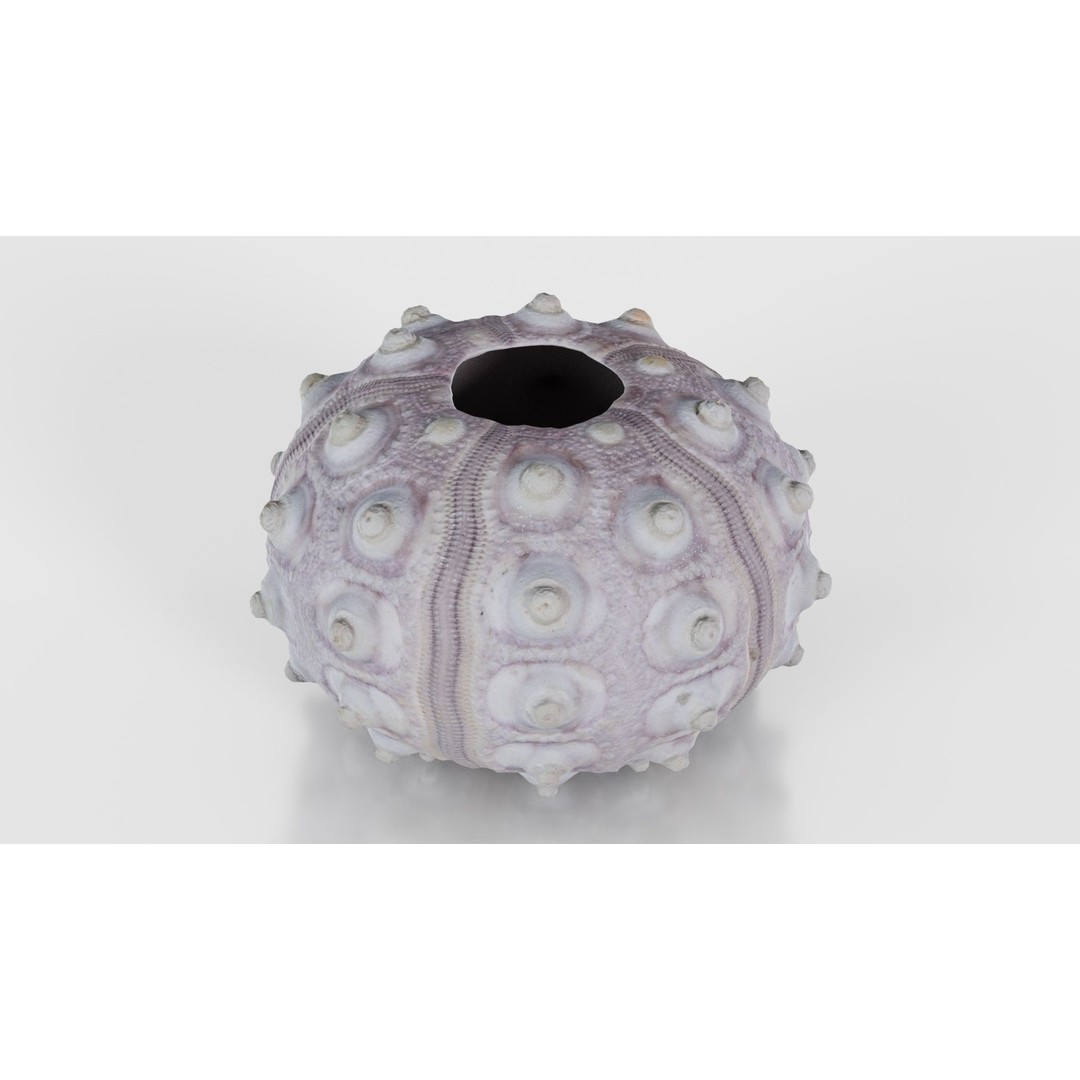 Sputnik Sea Urchin 3D Model – Low Poly Game Asset, FBX, Blender - View 17