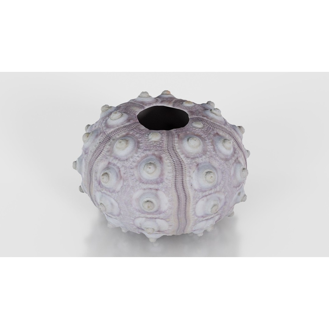 Sputnik Sea Urchin 3D Model – Low Poly Game Asset, FBX, Blender - View 18