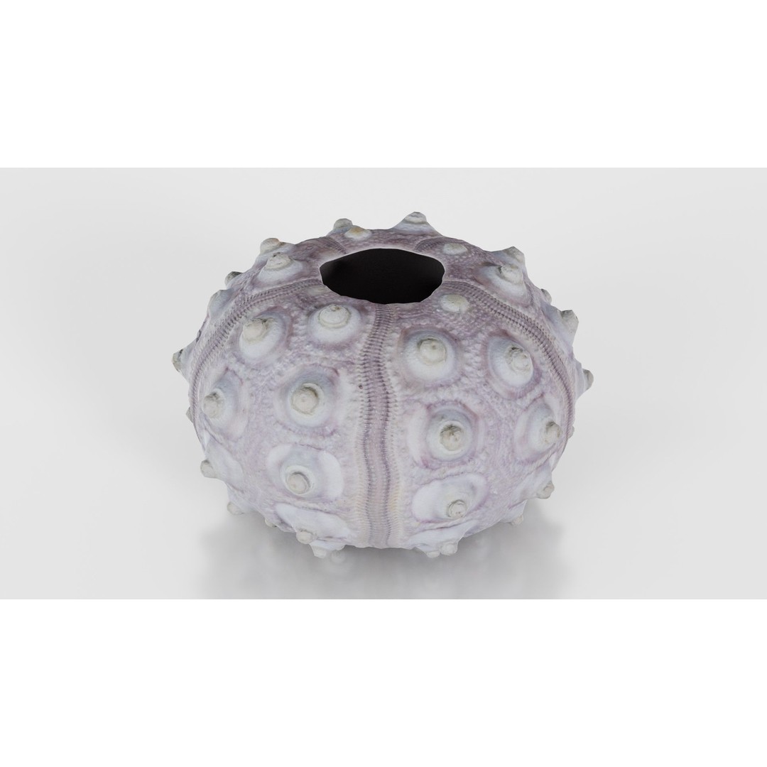 Sputnik Sea Urchin 3D Model – Low Poly Game Asset, FBX, Blender - View 20
