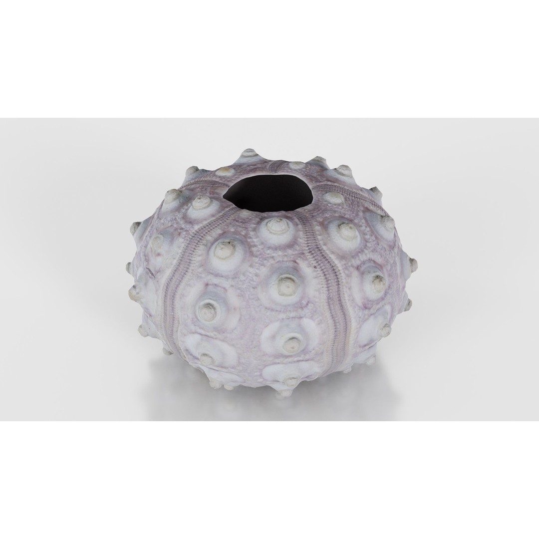 Sputnik Sea Urchin 3D Model – Low Poly Game Asset, FBX, Blender - View 21