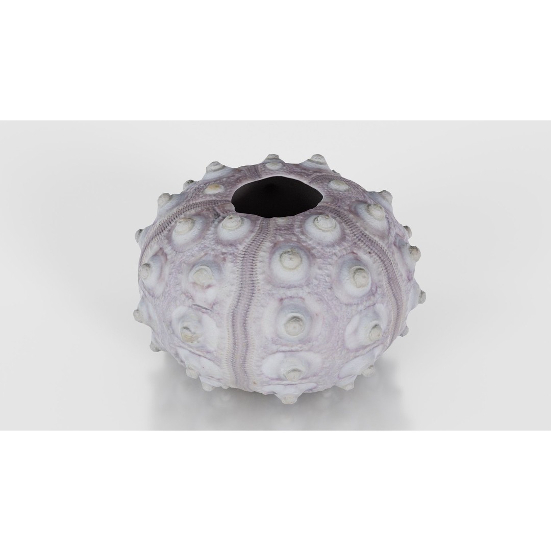 Sputnik Sea Urchin 3D Model – Low Poly Game Asset, FBX, Blender - View 22