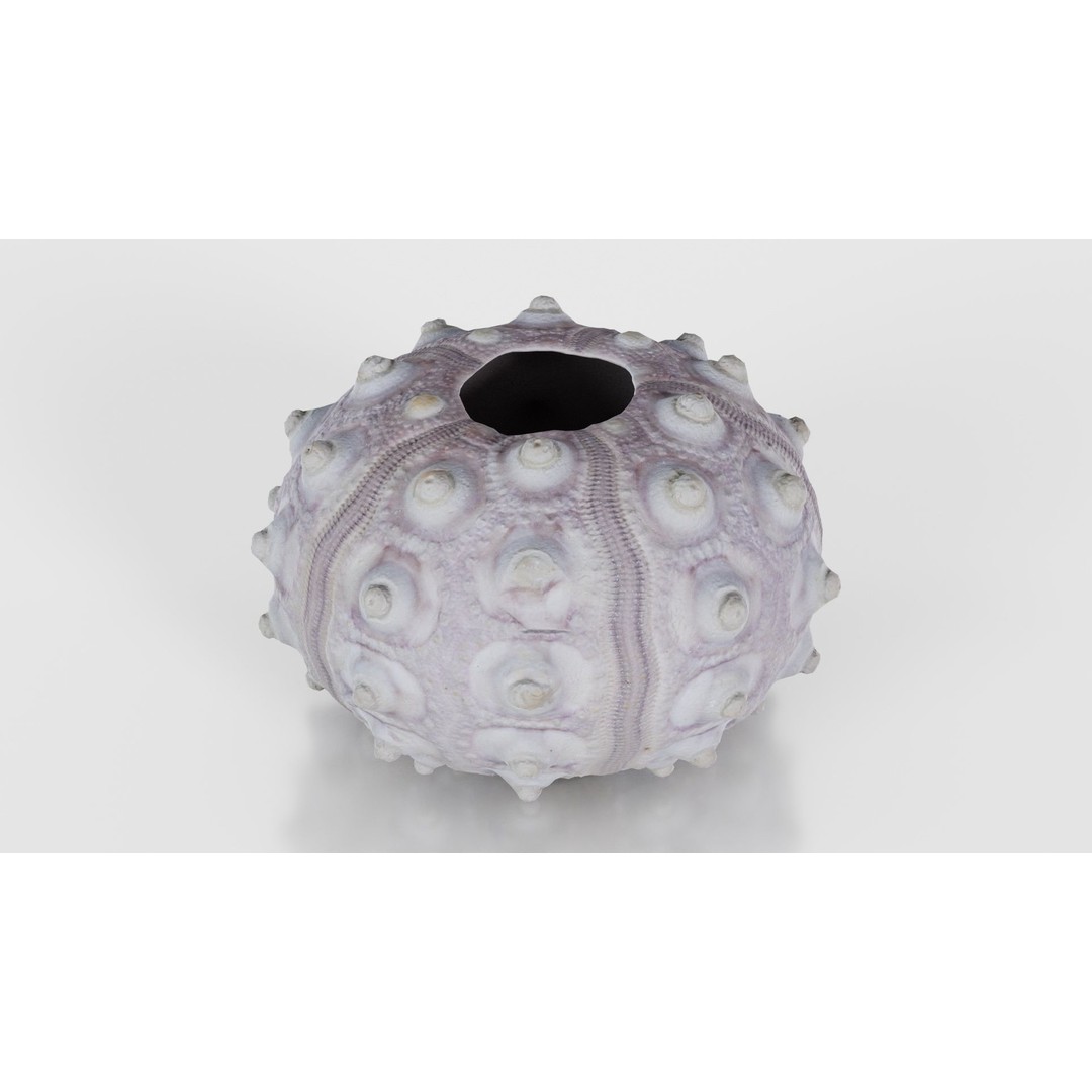 Sputnik Sea Urchin 3D Model – Low Poly Game Asset, FBX, Blender - View 23