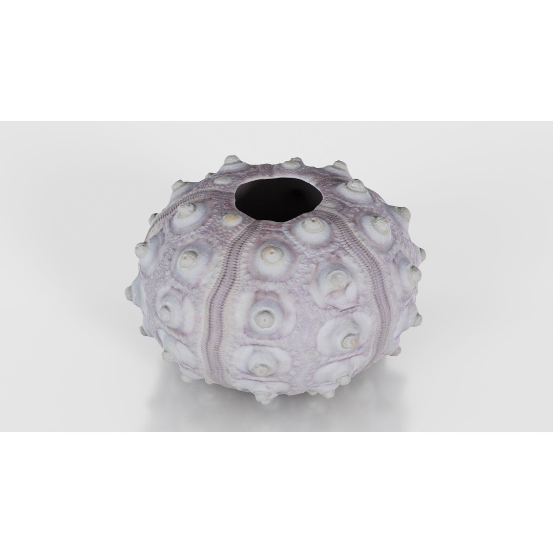 Sputnik Sea Urchin 3D Model – Low Poly Game Asset, FBX, Blender - View 24