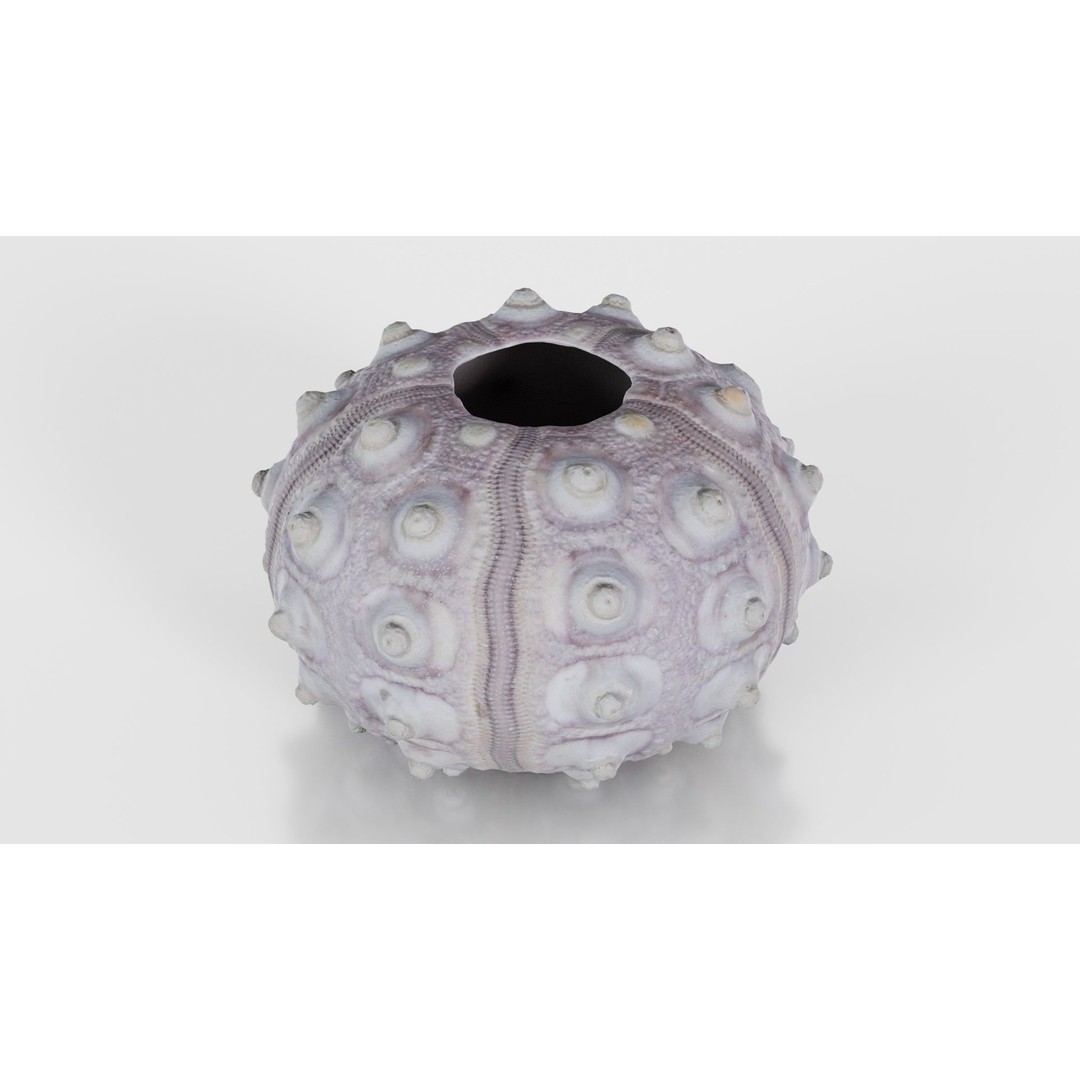 Sputnik Sea Urchin 3D Model – Low Poly Game Asset, FBX, Blender - View 27