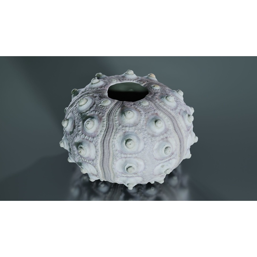 Sputnik Sea Urchin 3D Model – Low Poly Game Asset, FBX, Blender - View 3