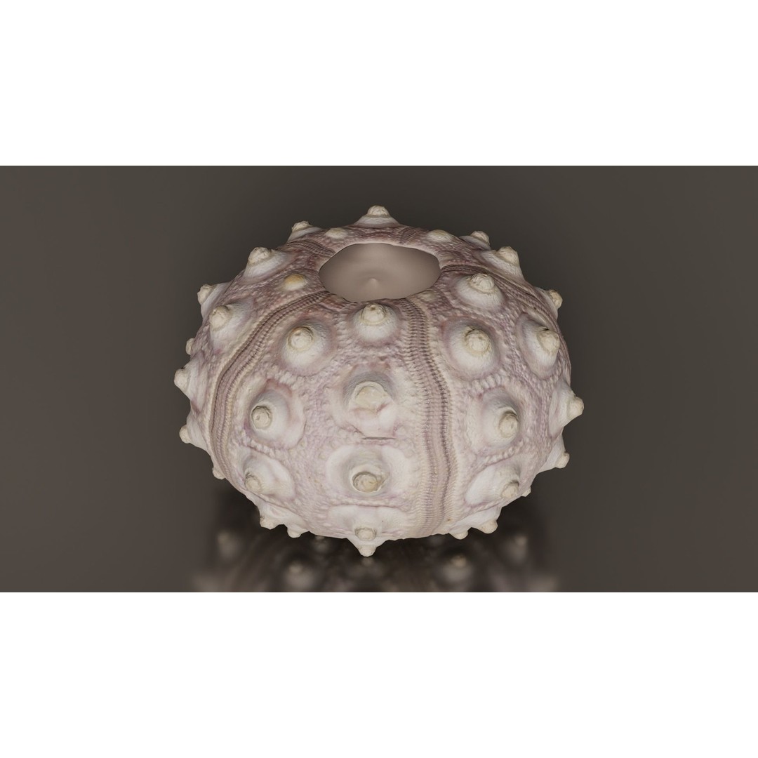 Sputnik Sea Urchin 3D Model – Low Poly Game Asset, FBX, Blender - View 4