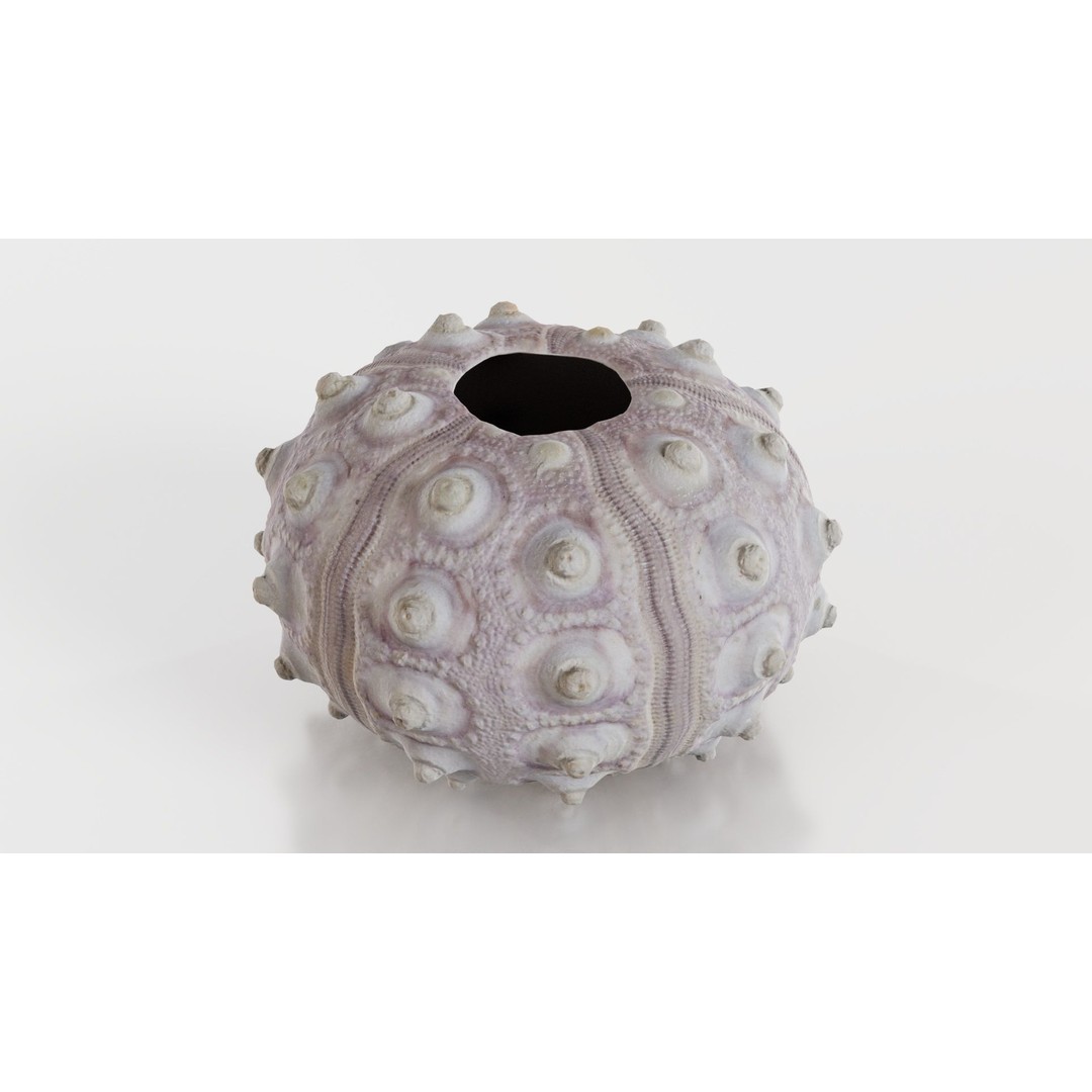 Sputnik Sea Urchin 3D Model – Low Poly Game Asset, FBX, Blender - View 5