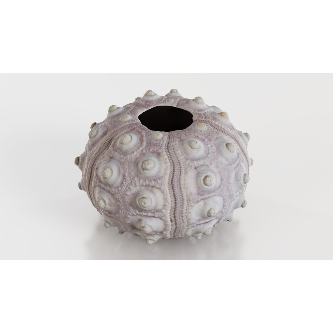 Sputnik Sea Urchin 3D Model – Low Poly Game Asset, FBX, Blender - View 7