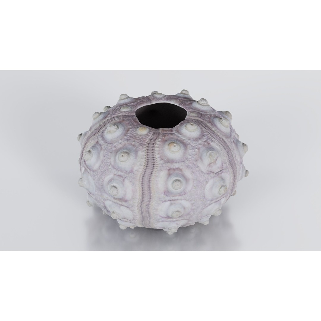 Sputnik Sea Urchin 3D Model – Low Poly Game Asset, FBX, Blender - View 8
