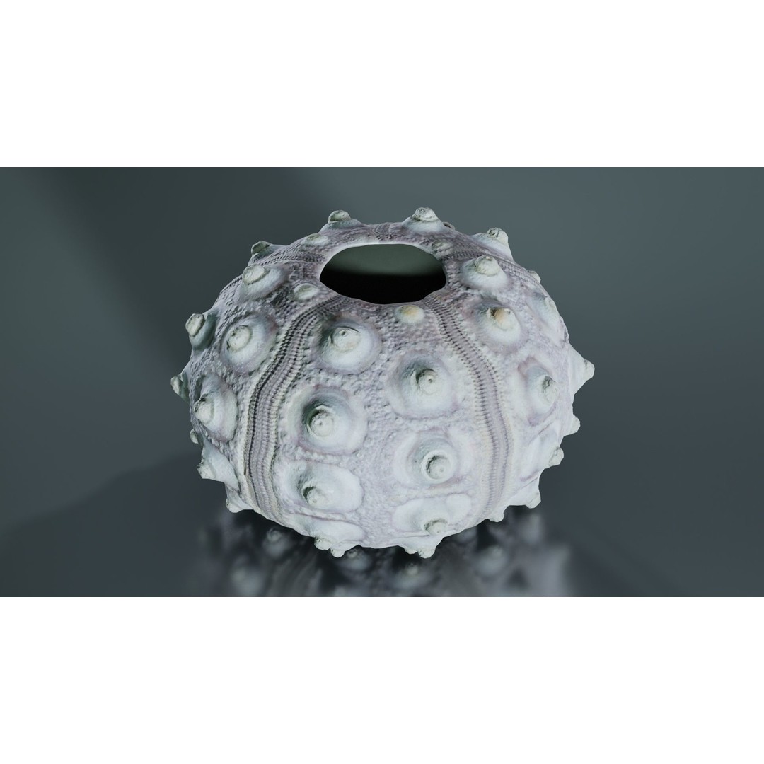 Sputnik Sea Urchin 3D Model – Low Poly Game Asset, FBX, Blender - View 9