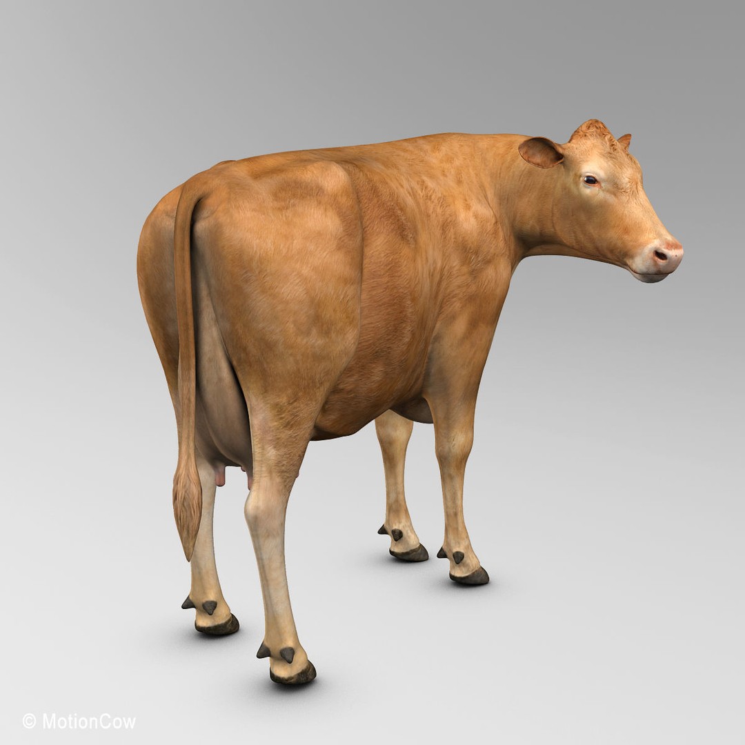 Limousin Cow 3D Model – Realistic Rigged Animal Asset, FBX - View 10