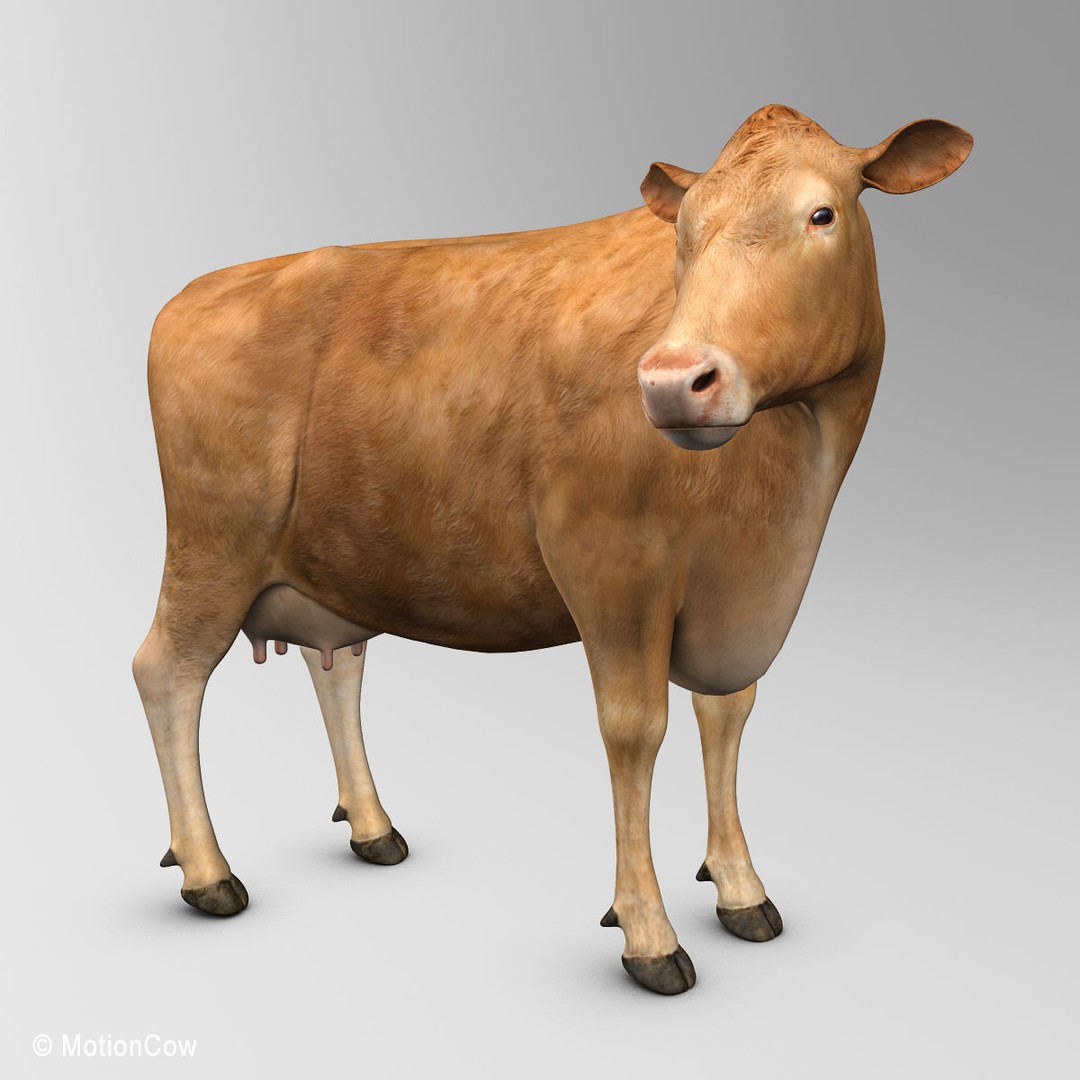 Limousin Cow 3D Model – Realistic Rigged Animal Asset, FBX - View 11