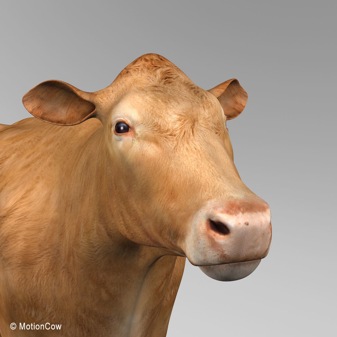 Limousin Cow 3D Model – Realistic Rigged Animal Asset, FBX - View 12