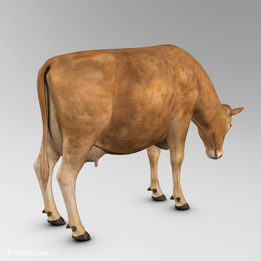 Limousin Cow 3D Model – Realistic Rigged Animal Asset, FBX - View 14