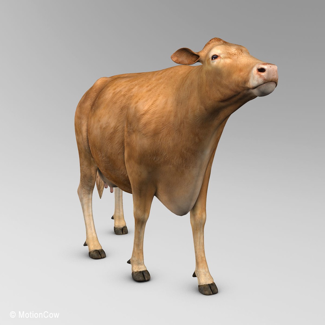Limousin Cow 3D Model – Realistic Rigged Animal Asset, FBX - View 15