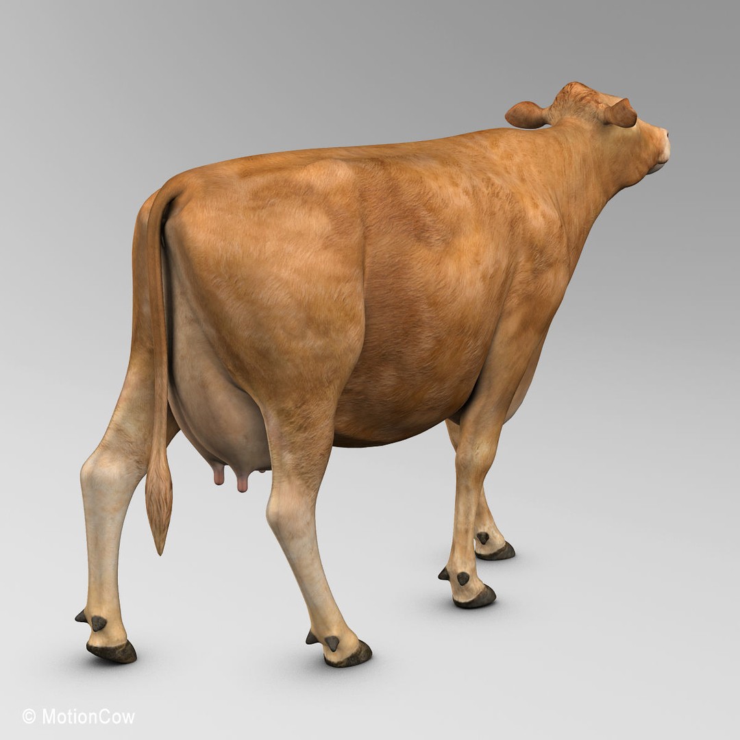 Limousin Cow 3D Model – Realistic Rigged Animal Asset, FBX - View 16