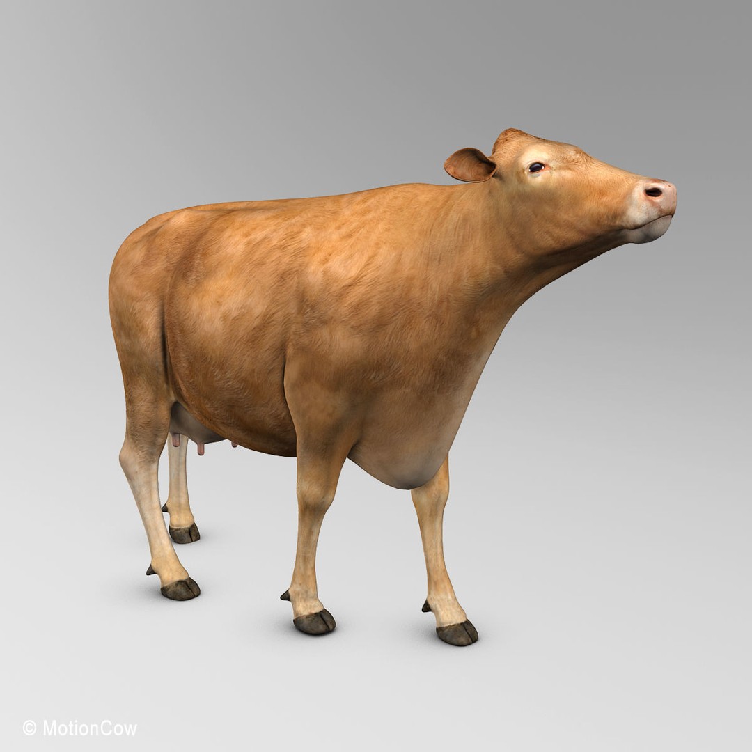 Limousin Cow 3D Model – Realistic Rigged Animal Asset, FBX - View 17