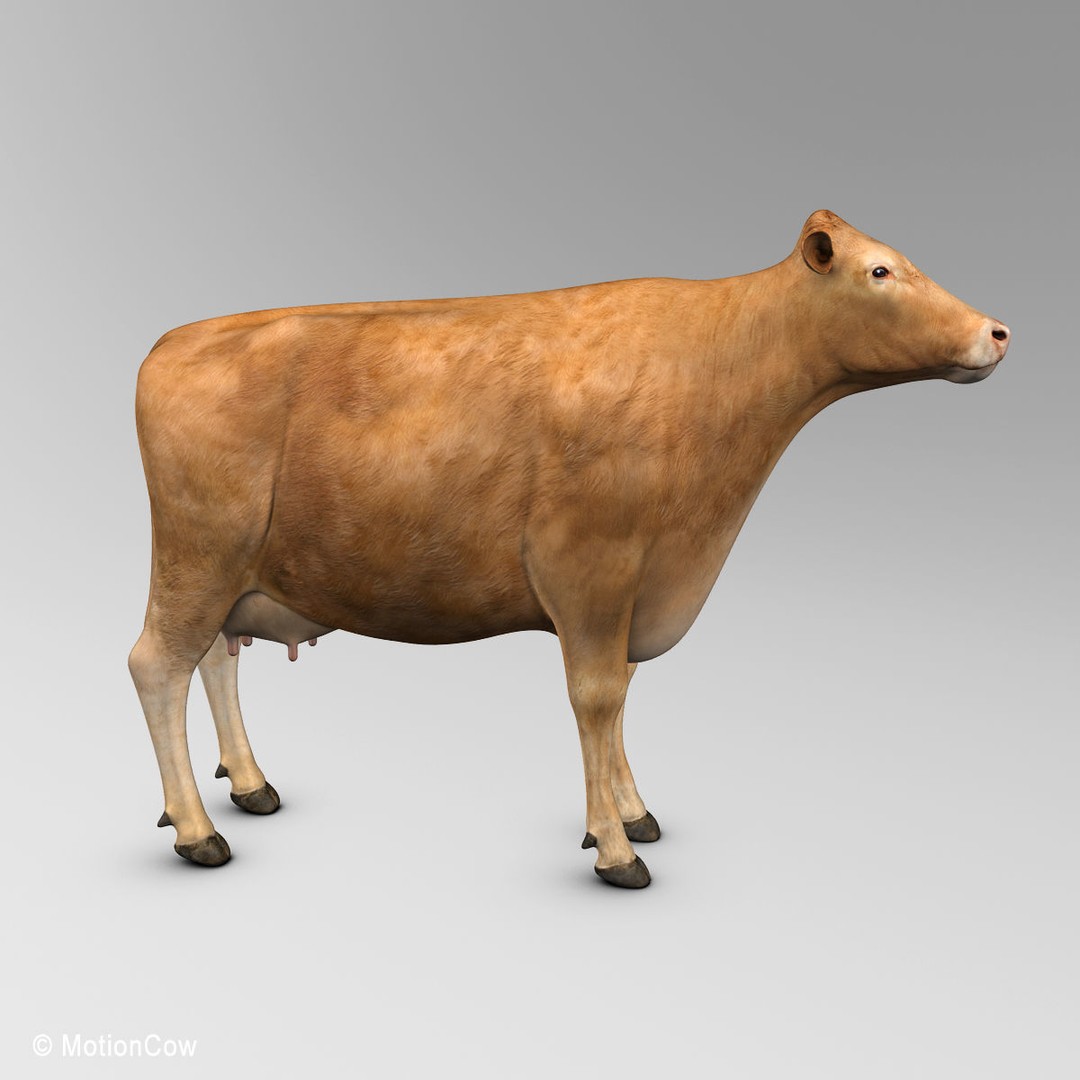 Limousin Cow 3D Model – Realistic Rigged Animal Asset, FBX - View 18