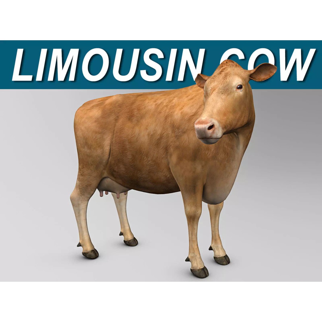 Limousin Cow 3D Model – Realistic Rigged Animal Asset, FBX - View 2