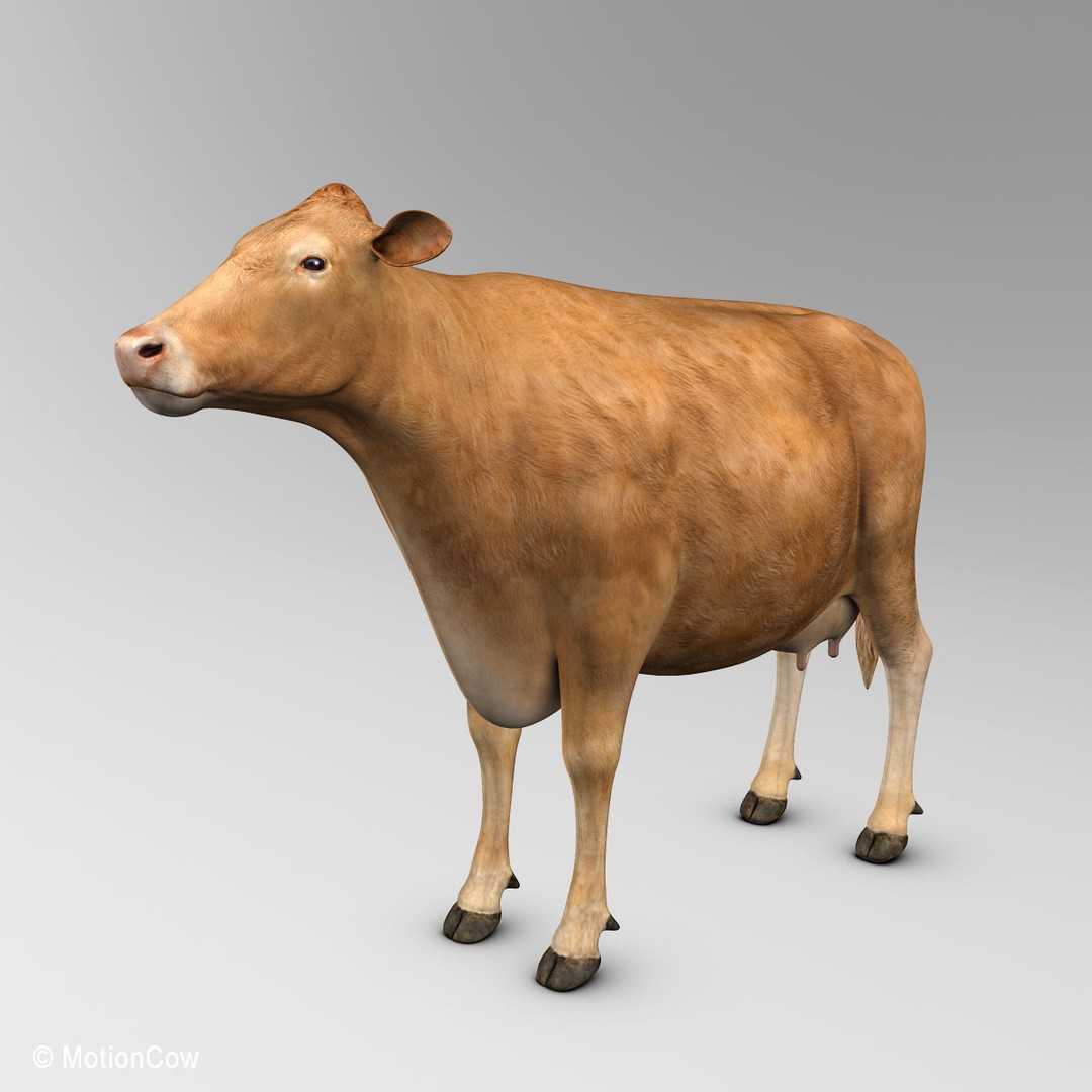 Limousin Cow 3D Model – Realistic Rigged Animal Asset, FBX - View 3
