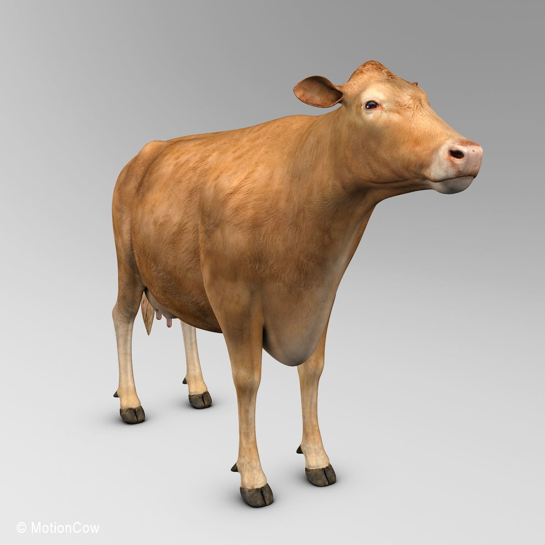 Limousin Cow 3D Model – Realistic Rigged Animal Asset, FBX - View 4