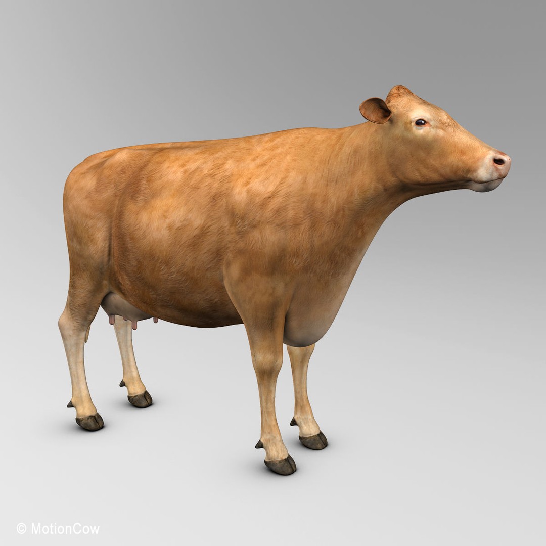 Limousin Cow 3D Model – Realistic Rigged Animal Asset, FBX - View 6